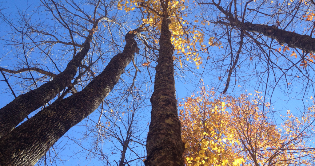 car-camping-org-trees